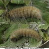 musch cribrellum praepupa volg112